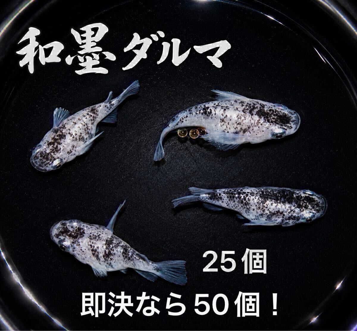 魚類、水生生物 【Mocoめだか】現物出品 爆散中ネプチューンダルマ