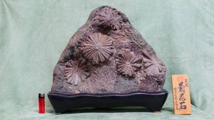 菊花石 岐阜県根尾谷産の値段と価格推移は？｜25件の売買データから
