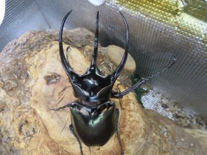 コーカサスオオカブト ムシの値段と価格推移は？｜101件の売買データ