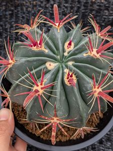 Ferocactusの値段と価格推移は？｜54件の売買データからFerocactusの