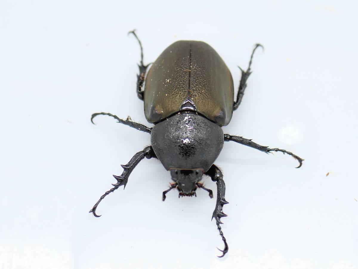 アトラスオオカブトの値段と価格推移は？｜132件の売買データから