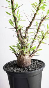 プルプシーの値段と価格推移は？｜90件の売買データからプルプシーの