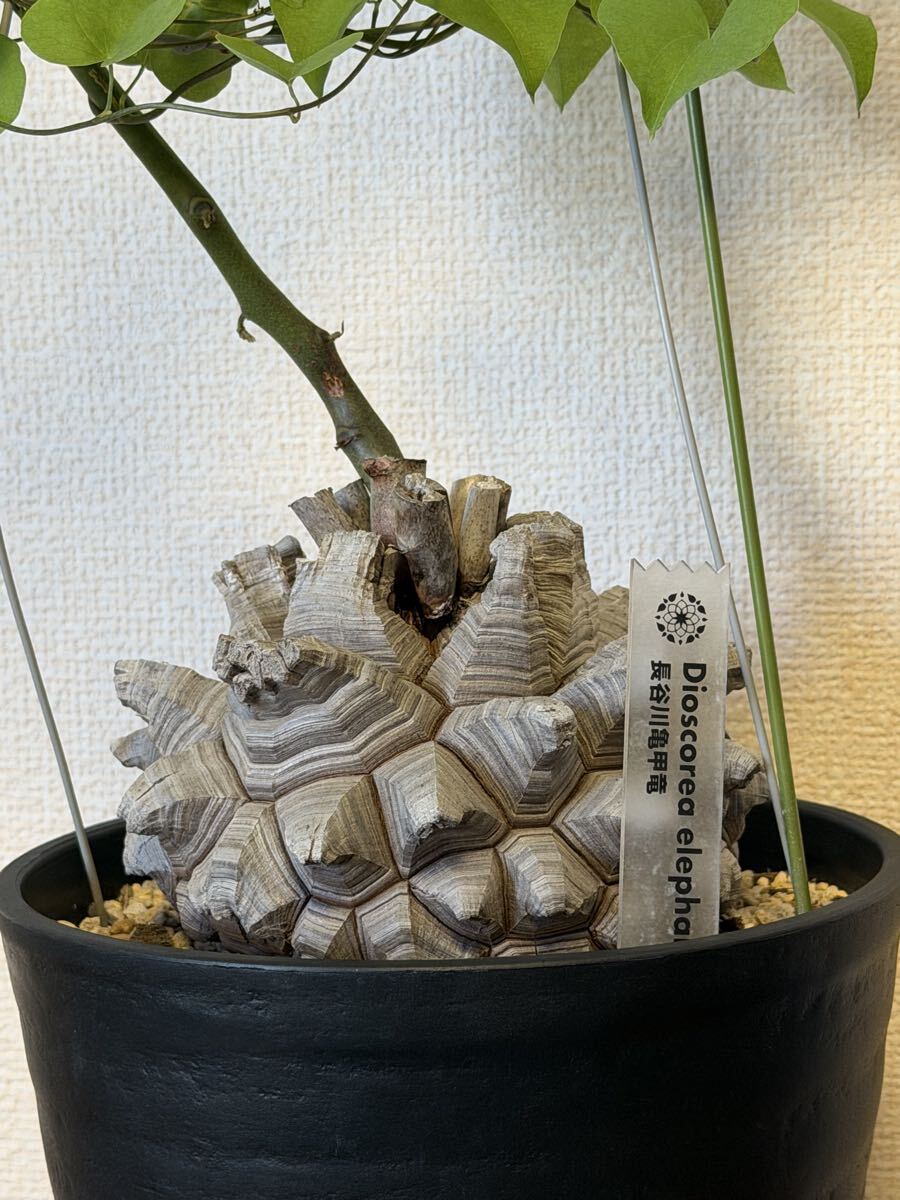亀甲竜の値段と価格推移は？｜967件の売買データから亀甲竜の価値が