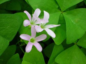 オキザリス トリアングラリス ファニー の球根 １０球 オキザリス 売買されたオークション情報 Yahooの商品情報をアーカイブ公開 オークファン Aucfan Com