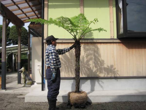 ヘゴ オニヘゴ クロヘゴ 南国庭木 希少＊＊＊(ヤシ)｜売買された
