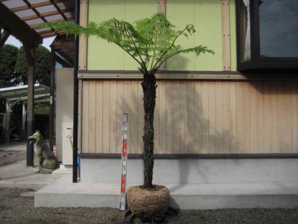 ヘゴ オニヘゴ クロヘゴ 南国庭木 希少＊＊＊(ヤシ)｜売買された