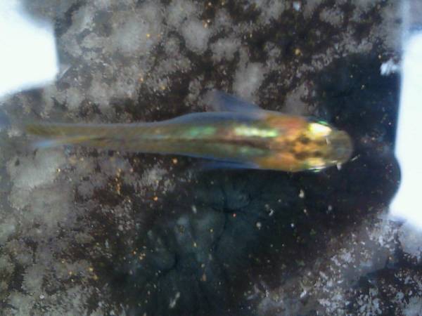 七色透明鱗メダカ 卵10個 は画像2と3 兄弟魚の卵10個 めだか 売買されたオークション情報 Yahooの商品情報をアーカイブ公開 オークファン Aucfan Com