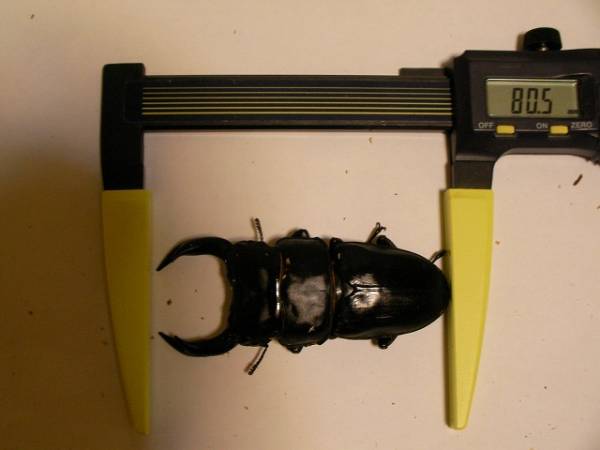 オオクワガタ　久留米新成虫ペア　♂80.5ｍｍ♀50.5ｍｍ_1