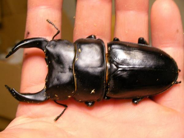 オオクワガタ　久留米新成虫ペア　♂80.5ｍｍ♀50.5ｍｍ_2