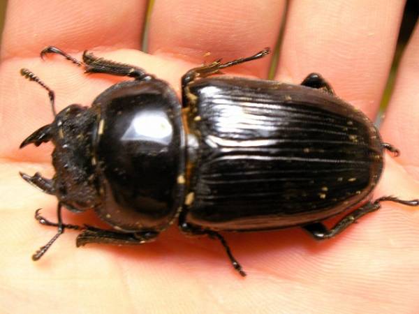 オオクワガタ　久留米新成虫ペア　♂80.5ｍｍ♀50.5ｍｍ_3