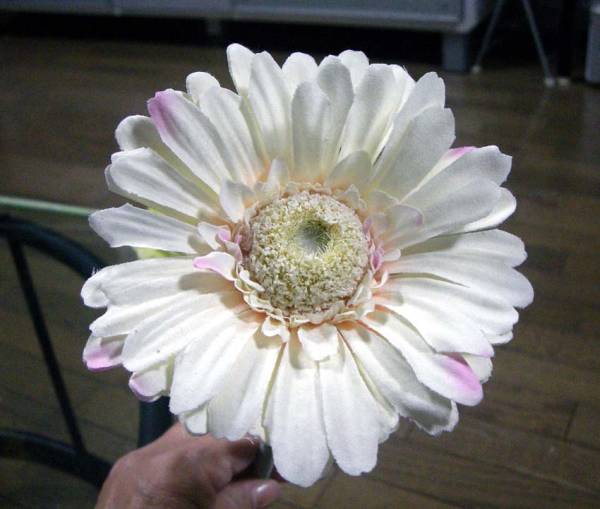 ガーベラ直径11ｃｍ、高さ55ｃｍが11本_2