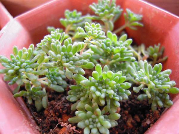 多肉植物 セダム パリダム 真珠星万年草 サボテン 売買されたオークション情報 Yahooの商品情報をアーカイブ公開 オークファン Aucfan Com