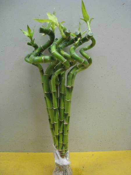 長さ50センチ 萬年竹 ミリオンバンブー 切花10本セット その他 売買されたオークション情報 Yahooの商品情報をアーカイブ公開 オークファン Aucfan Com
