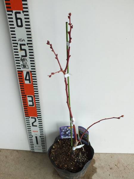 生産農場 ブルーベリー苗接木苗 ｎｈ系スパルタン５号 果物 売買されたオークション情報 Yahooの商品情報をアーカイブ公開 オークファン Aucfan Com