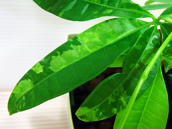 最新作 黄斑入りパキラ実生 植物 観葉植物 インテリア 住まい 小物 9 000 Jkkniu Edu