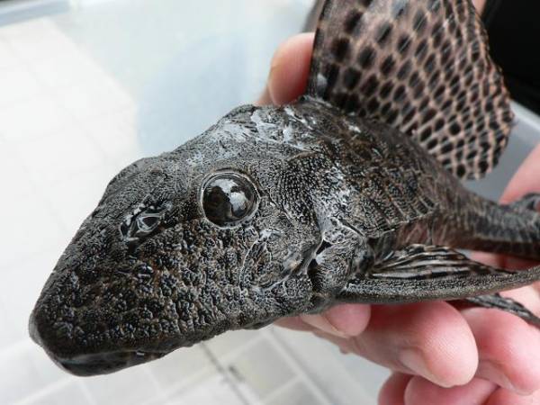 ナイスサイズ マーブルセルフィンプレコ 約25cm プレコ 売買されたオークション情報 Yahooの商品情報をアーカイブ公開 オークファン Aucfan Com