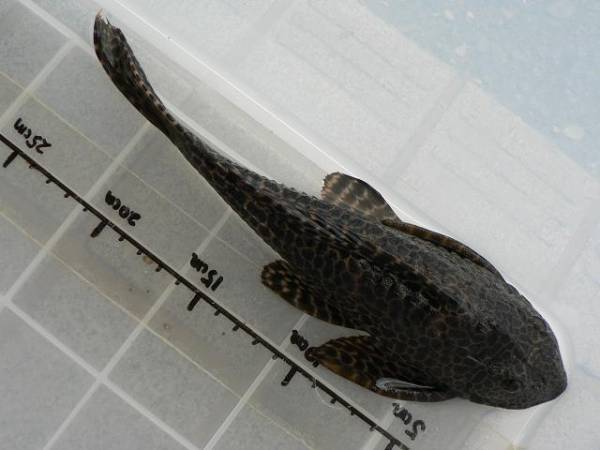 ナイスサイズ マーブルセルフィンプレコ 約25cm プレコ 売買されたオークション情報 Yahooの商品情報をアーカイブ公開 オークファン Aucfan Com