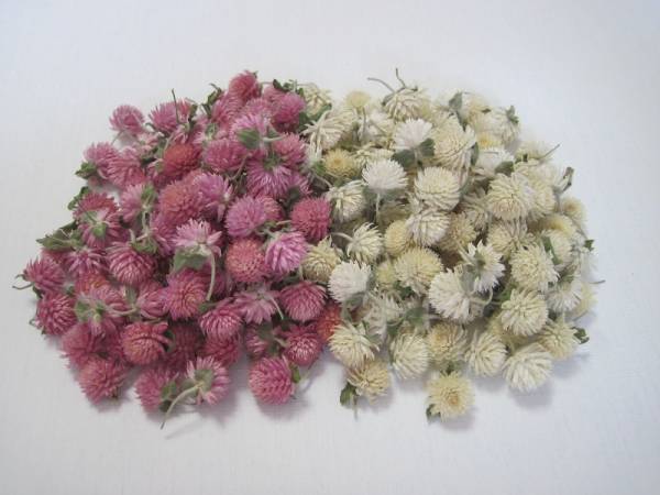 千日紅ヘッド２００個(白とピンク各１００個)大きさ様々！！_1