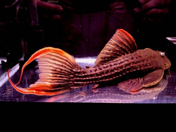 超々極上 スーパーキングスカーレットリアル 約３２ｃｍ プレコ 売買されたオークション情報 Yahooの商品情報をアーカイブ公開 オークファン Aucfan Com