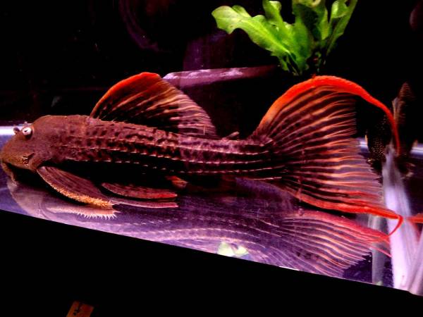 超々極上 スーパーキングスカーレットリアル 約３２ｃｍ プレコ 売買されたオークション情報 Yahooの商品情報をアーカイブ公開 オークファン Aucfan Com