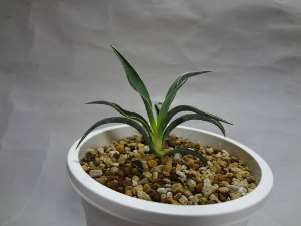 ◎ユッカ ナナ Yucca nana◎(ユッカ)｜売買されたオークション情報