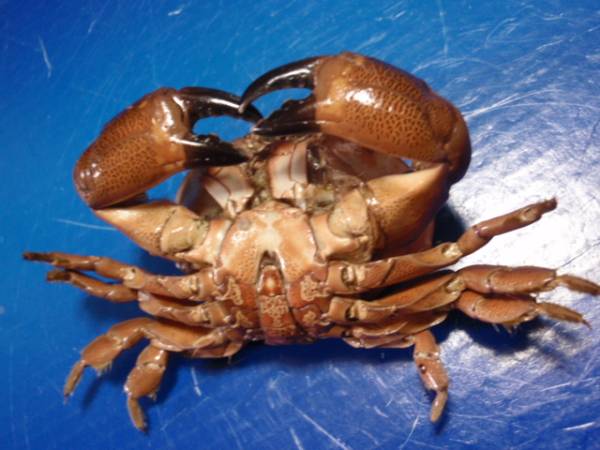 スベスベマンジュウガニ剥製 貝標本 貝殻 魚類 カニ図鑑 その他 売買されたオークション情報 Yahooの商品情報をアーカイブ公開 オークファン Aucfan Com