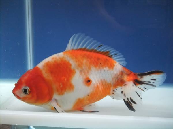 隼人錦桜タイプ極上観賞魚の無選別稚魚１口１０００円 和金 売買されたオークション情報 Yahooの商品情報をアーカイブ公開 オークファン Aucfan Com