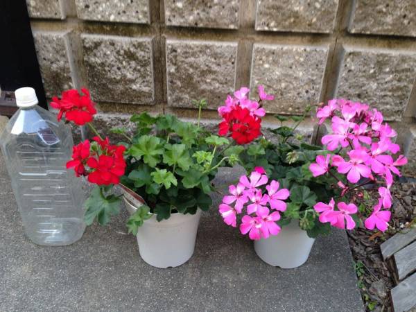 アイビーゼラニウム カリエンテ 2鉢セット 5号鉢 赤 ピンク その他 売買されたオークション情報 Yahooの商品情報をアーカイブ公開 オークファン Aucfan Com