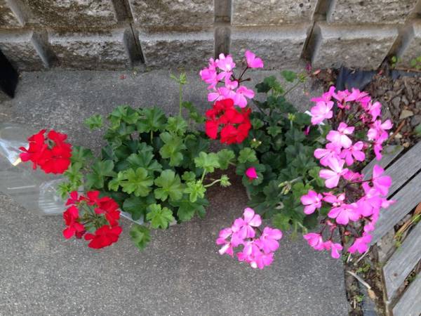 アイビーゼラニウム カリエンテ 2鉢セット 5号鉢 赤 ピンク その他 売買されたオークション情報 Yahooの商品情報をアーカイブ公開 オークファン Aucfan Com