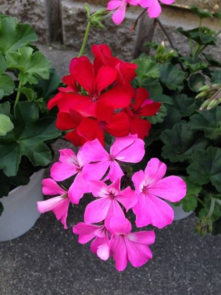 アイビーゼラニウム カリエンテ 2鉢セット 5号鉢 赤 ピンク その他 売買されたオークション情報 Yahooの商品情報をアーカイブ公開 オークファン Aucfan Com