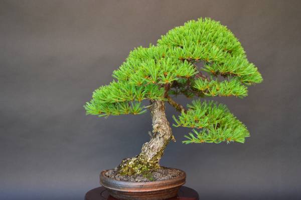 宝樹園] 樹高約50センチ 五葉松 山採り木盆栽/雑木/松柏no172(松  