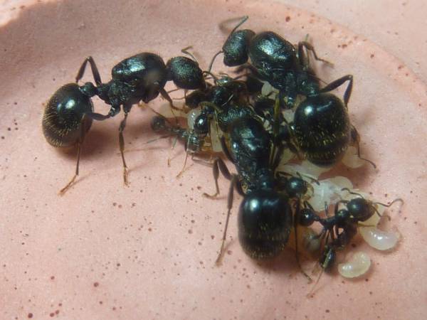 クロナガアリ 女王アリ 新女王 3匹セット 飼育ケース入り その他 売買されたオークション情報 Yahooの商品情報をアーカイブ公開 オークファン Aucfan Com