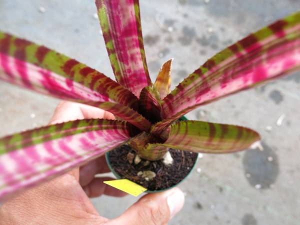 ブロメリア　コレクション　Neo Hot Ember's Variagated SKOTAK