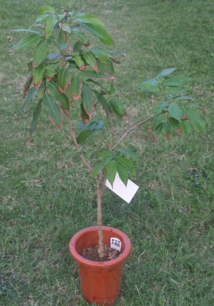 熱帯果樹 ライチ レイシ 茘枝 台湾ライチ玉荷包 取木苗 果物 売買されたオークション情報 Yahooの商品情報をアーカイブ公開 オークファン Aucfan Com