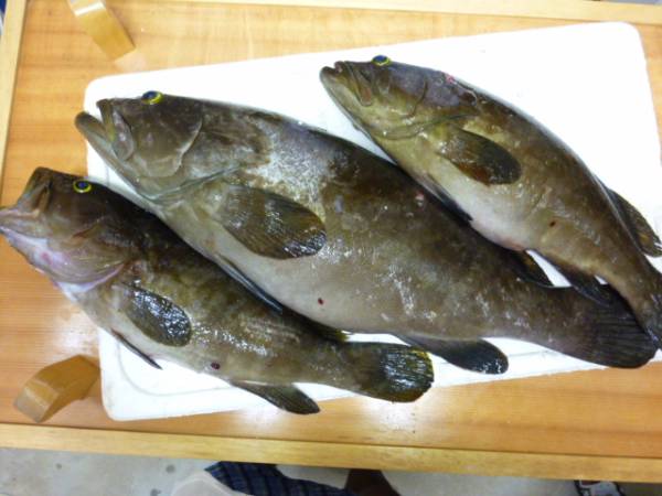 【格安】幻の高級魚・アラ(クエ)　値下交渉あり　栄光丸直送