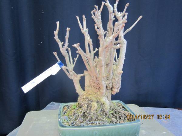 盆栽広場　1円～★イチョウ★F-5