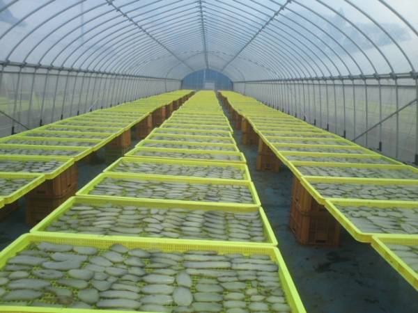 茨城名産ほしいもを農家直送販売！天日干し（玉豊5㎏）2