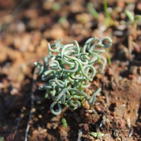 ★426トラキアンドラ属Trachyandra smalliana種子x5激レア最終