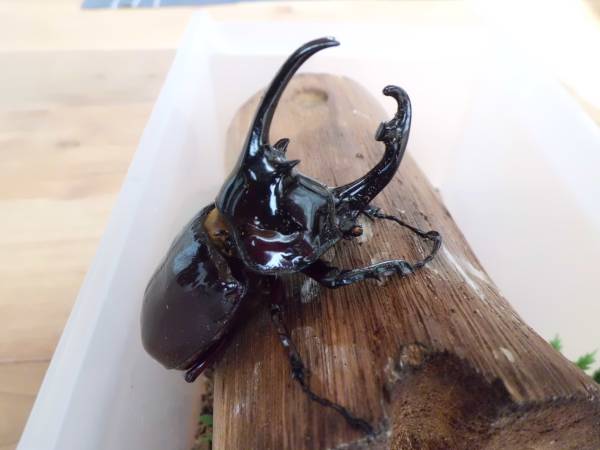 **【吉虫】ケンタウルスオオカブト/新成虫♂単品**