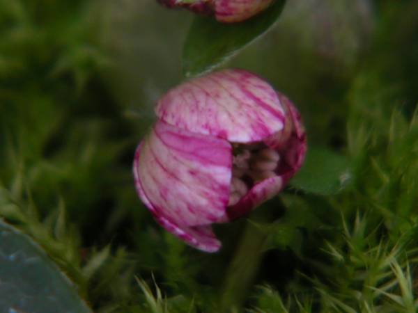 雪割草　紅流星