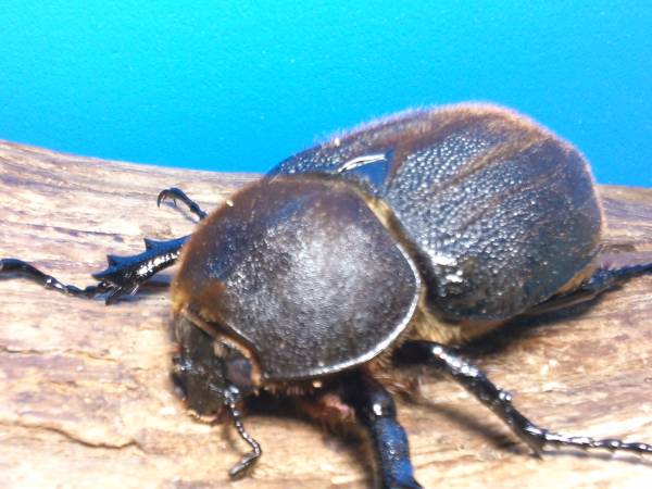 HirokA様血統FFイン♀１頭＋FF×０F♀１頭　共に未後食