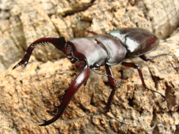 ☆GROW☆　フォルスターフォルスター　７２・３８ペア