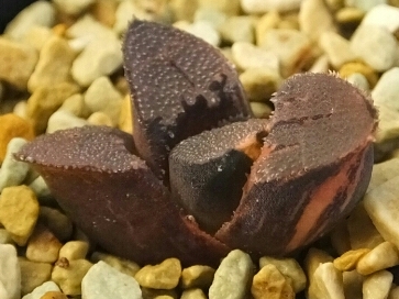 サボテン 多肉植物　12　ハオルチア　コレクタ錦　　