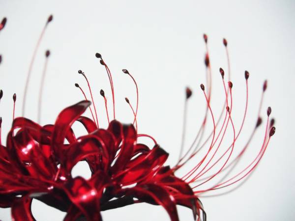 曼珠沙華の髪飾り 彼岸花ヒガンバナコーム 簡単装着 きます かんざし 売買されたオークション情報 Yahooの商品情報をアーカイブ公開 オークファン Aucfan Com