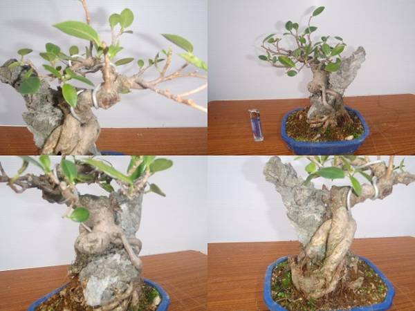 奄美の盆栽 ガジュマル 石付き A(盆栽)｜売買されたオークション情報