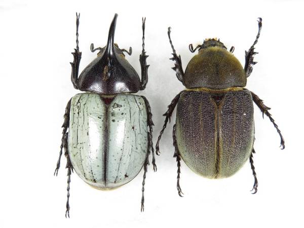 天然ブルーヘラクレス♂♀ペア 標本 剥製 カブトムシ(科学、自然