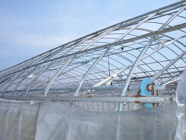 間口6m奥行50m 22,2mmアーチパイプ ビニールハウス中古(温室