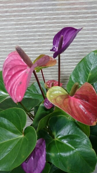 アンスリューム 紫 カバリ 6寸鉢 高さ約70センチ アンスリウム 観葉植物 売買されたオークション情報 Yahooの商品情報をアーカイブ公開 オークファン Aucfan Com