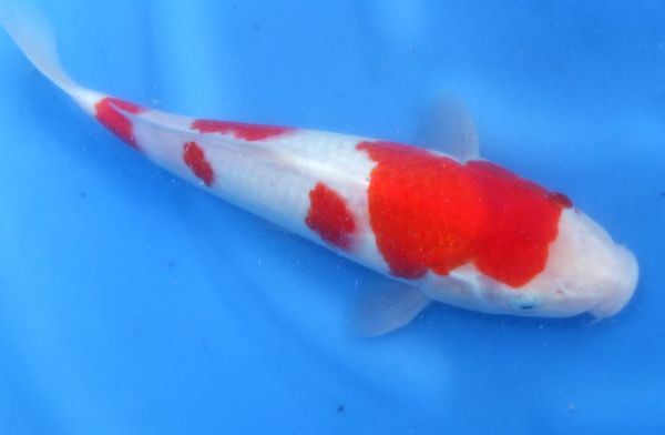 ★新潟県　山古志　生産者直送★　 坂牧養鯉場　〆2歳紅白　27cm