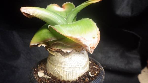 塊根 球根 アロエ ブルビカウリス